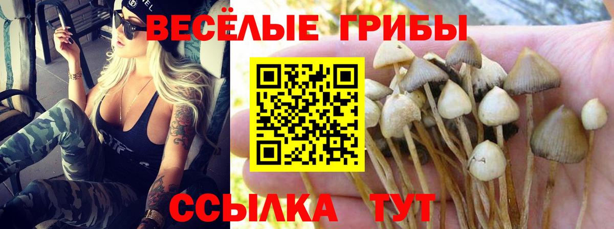 Галлюциногенные грибы Cubensis Кыштым